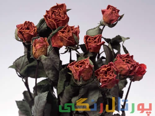 ساده ترین روش خشک کردن گل رز