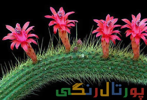 مطالب خواندنی درباره گیاه کاکتوس