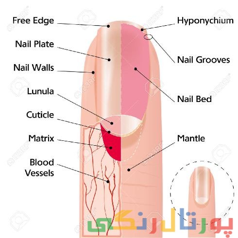 بیماریهای ناخن و ساختار ناخن