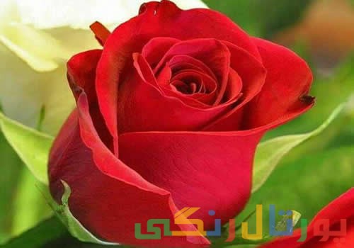 انرژی مثبت امروز 21 اسفند 1395