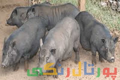 کشته شدن 3 داعشی توسط خوک های وحشی