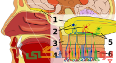 علت از دست دادن حس بویایی + راه پیشگیری