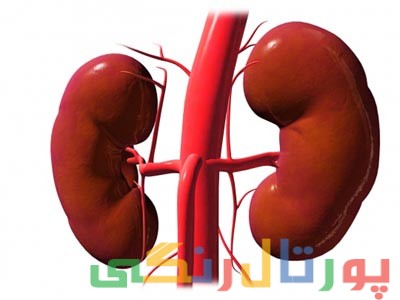 کوچک شدن کلیه نشانه چیست؟ + علت و راه درمان