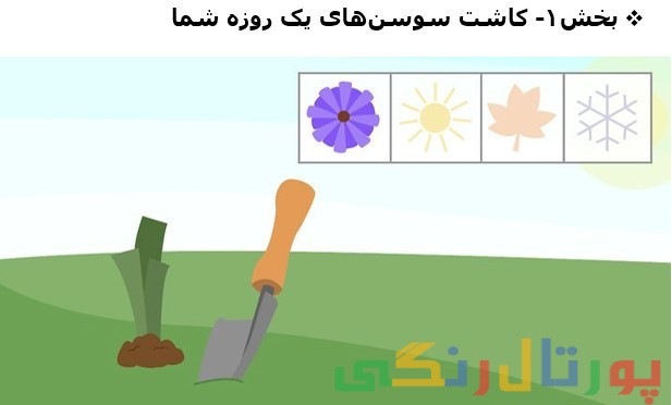 آموزش پرورش سوسن یک روزه ؛ تصویری و گام به گام