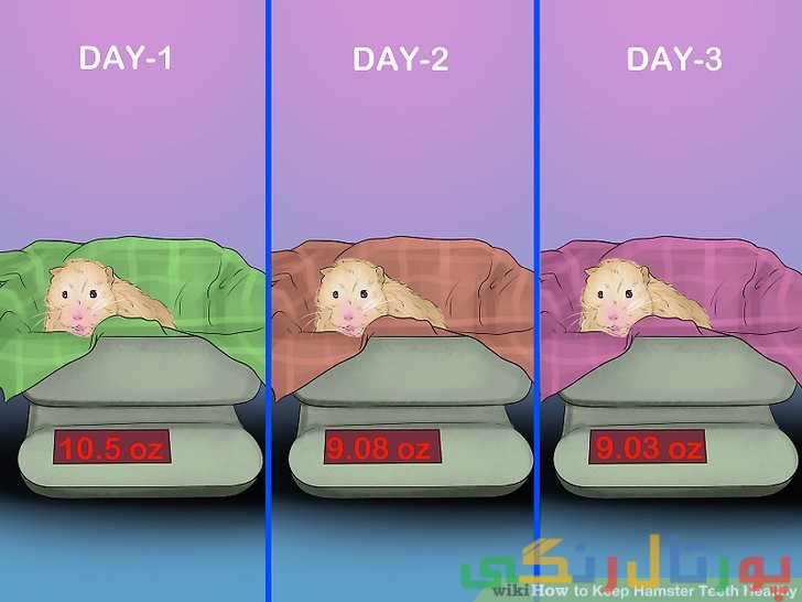 راهنمای مراقبت از همستر و دندان های او
